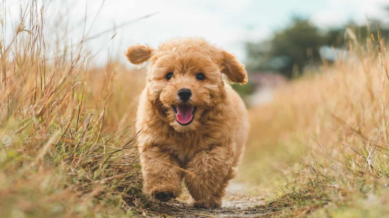 Kaniş Köpeği Özellikleri