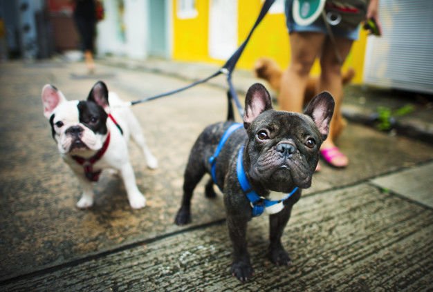 Köpek Hastalığı Canine Distemper - Gençlik Hastalığı