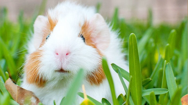 En iyi evcil hayvan guinea pig