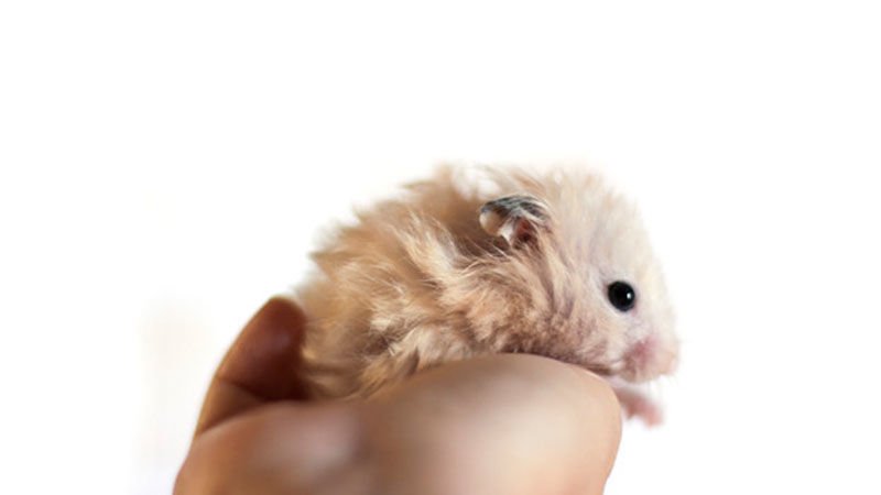 Hamsterlarda Wet Tail (Islak Kuyruk) Sendromu