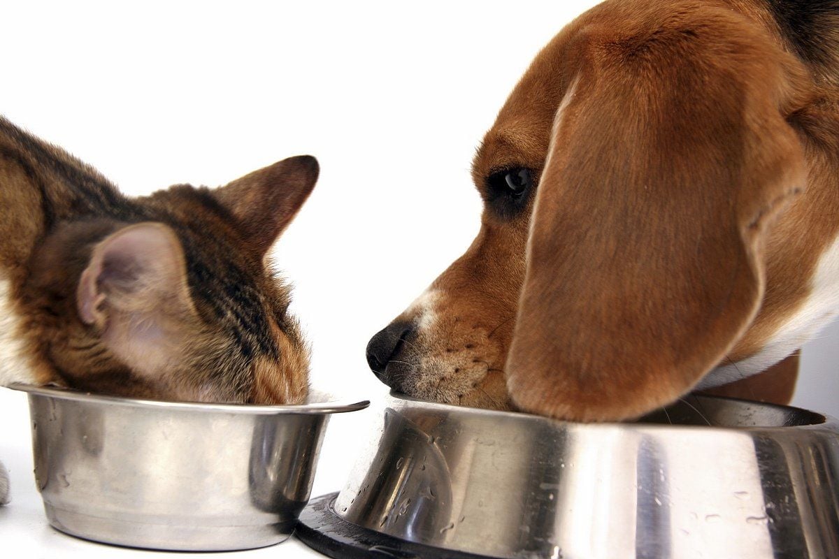 Kedi ve Köpeklerde Beslenme