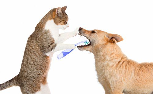 Kedi ve Köpeklerde Diş Sağlığı
