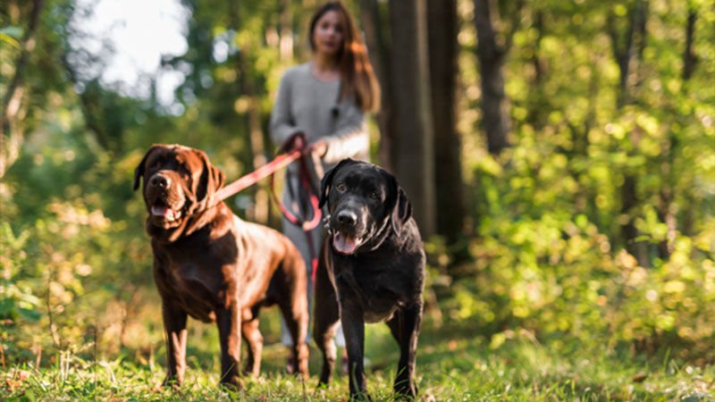 Köpek sahiplenmenin en keyifli yanı: Köpeğimle yürüyüşe çıkıyorum!