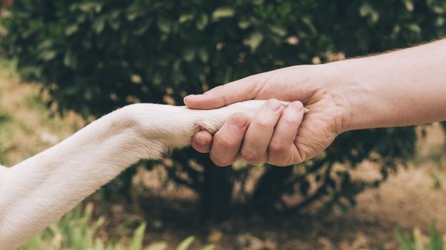 Köpek Sahiplerinin Doğru Sandığı 5 Yanlış Davranış