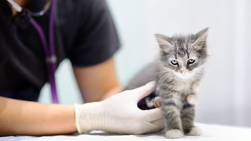 Yeni doğan kedi aşı periyodu