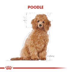 Royal Canin Poodle Puppy 3 Kg Yavru Köpek Irk Maması