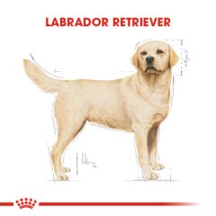 Royal Canin Labrador Retriever 12 kg Köpek Irk Maması