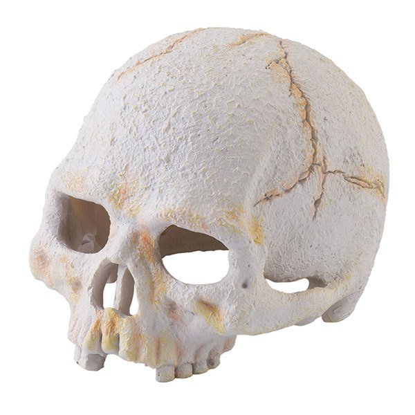 Exo Terra Primate Skull Sürüngen Yuvası Kafatası