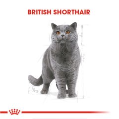 Royal Canin British Short Hair 4 Kg