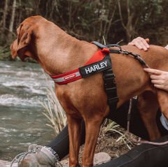 Ezydog 04652 Harness Express Red L Köpek Göğüs Tasması