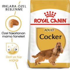 Royal Canin Cocker Adult 3 Kg Köpek Irk Maması