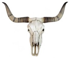 Dekoratif Buffalo Kafası