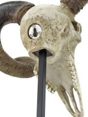 Bighorn (Büyük Boynuz Koç Kafası)