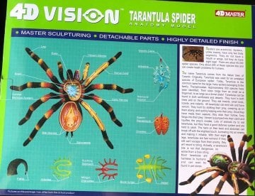 Tarantula Örümcek Anatomisi Model Maketi