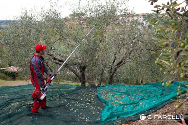CIFARELLI SC-800 (TÜKENDİ)