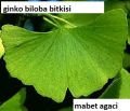 Shiffa home Ginkgo Biloba Kapsül