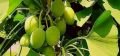 Shiffa home Ginkgo Biloba Kapsül