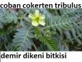 Balen Tribulus (Terrestris)