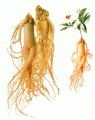 Balen Kırmızı Kore Ginseng