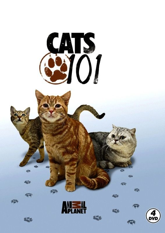 CATS 101 - ANIMAL PLANET (4 DVD)