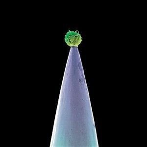 PETER GABRIEL - NEW BLOOD
