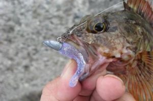 DECOY SN-1 Round Snap Klips