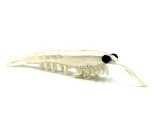 NIKKO OKIAMI SHRIMP M 42MM GLOW #035 SİLİKON YEM