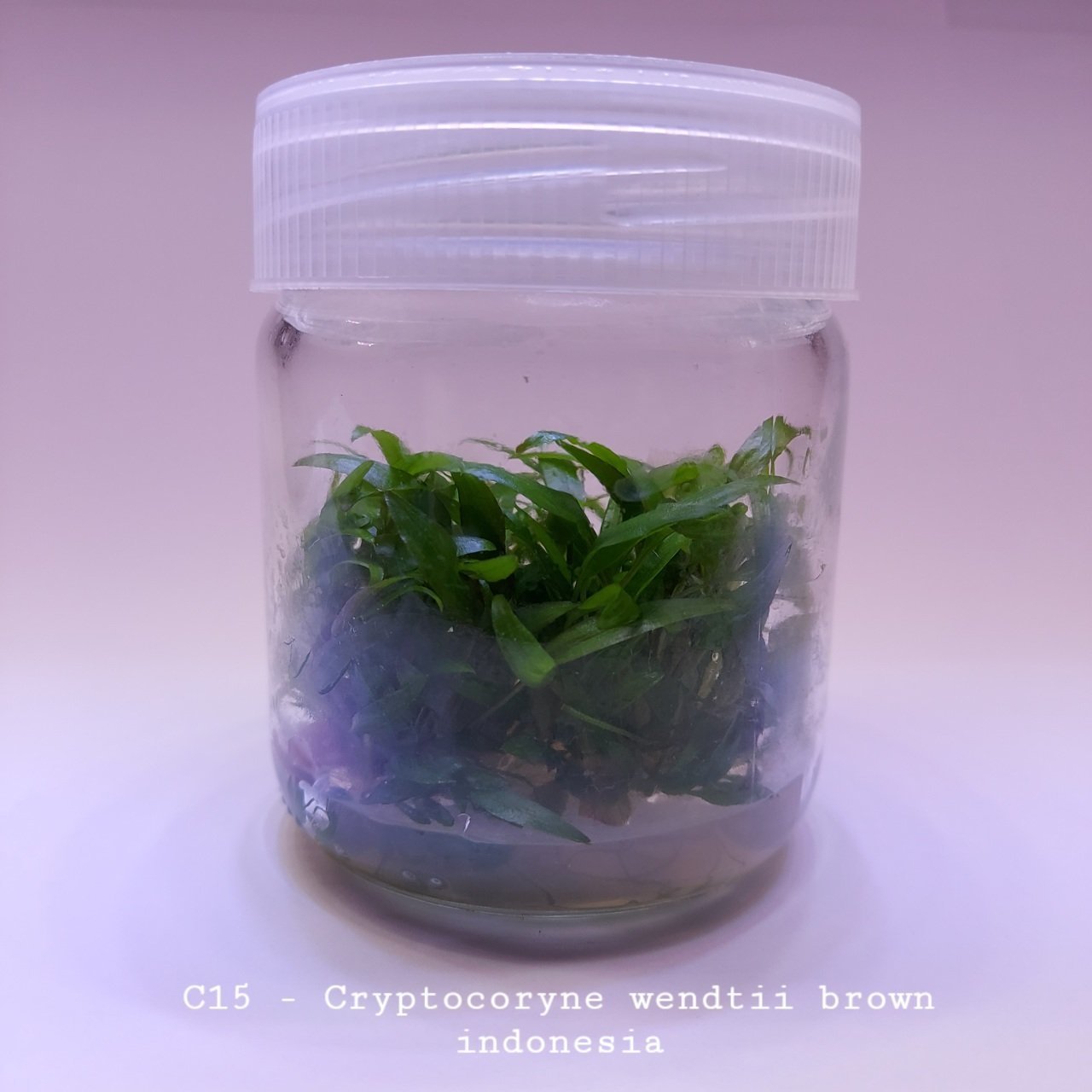 Cryptocoryne wendtii brown indonesia In Vitro 200cc