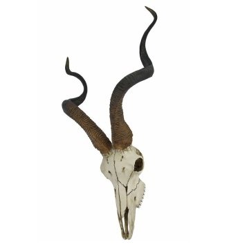 Afrika Ceylanı Kuru Kafası - Veronese Design