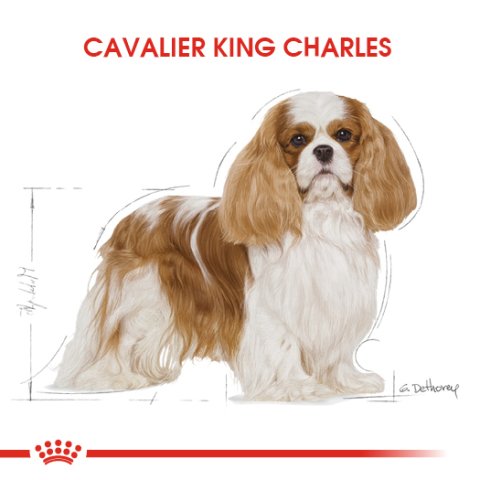 Royal Canin Adult Cavalier King Charles 3 Kg