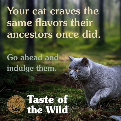 Taste of the Wild Lowland Creek Tahılsız  Yavru Ve Yetişkin Kedi Maması 2 Kg