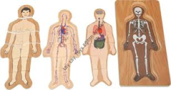 Katlı Vücut Puzzle