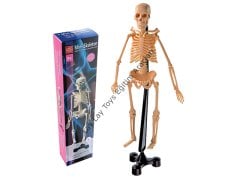 İskelet modeli (50 cm)