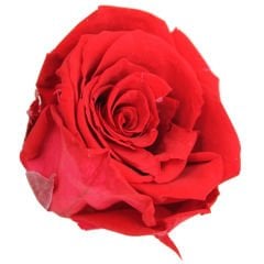 Şoklanmış Solmayan Gül, 5 cm - Kırmızı