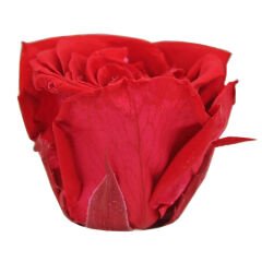 Şoklanmış Solmayan Gül, 5 cm - Kırmızı