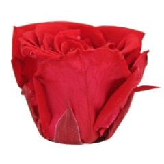 Şoklanmış Solmayan Gül, 5 cm - Kırmızı