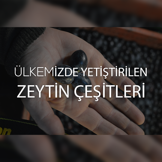 Ülkemizde Yetiştirilen Zeytin Çeşitleri