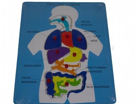Organları Öğreten Oyuncak Ahşap Puzzle