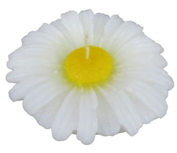 Papatya Mum Asetat Kutulu