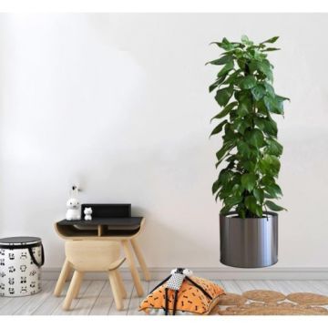 Yeşil Bitki Tasarımlı Yapışkanlı Sticker (90cmx30cm)