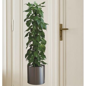 Yeşil Bitki Tasarımlı Yapışkanlı Sticker (90cmx30cm)
