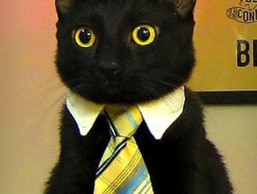 Gömlek Yakalı Kravat Şeklinde Kedi Köpek Tasması
