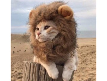 Kedi Aslan Yelesi Peruk Kedi Elbisesi