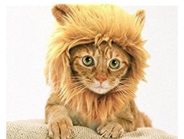 Kedi Aslan Yelesi Peruk Kedi Elbisesi
