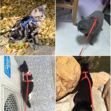 Kedi Göğüs Tasması (Kutulu)
