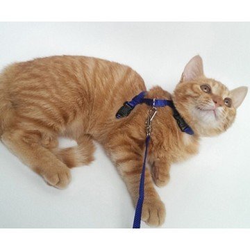 Kedi Göğüs Tasması (Kutulu)