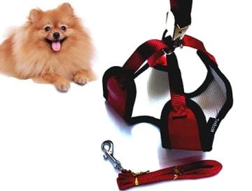 Zilli Yavru Köpek Göğüs Tasması ve Gezdirme Kayışı