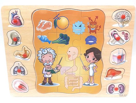 Ahşap Tutmalı Puzzle Organlarımız