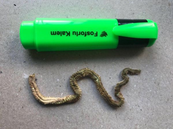 BORU KURDU KURUTULMUŞ İTHAL