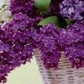 Syringa - Leylak çeşitleri